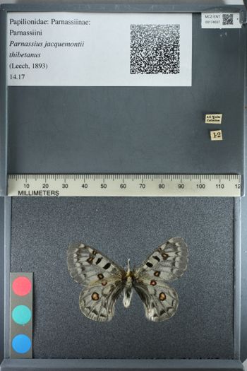 Media type: image;   Entomology 174637